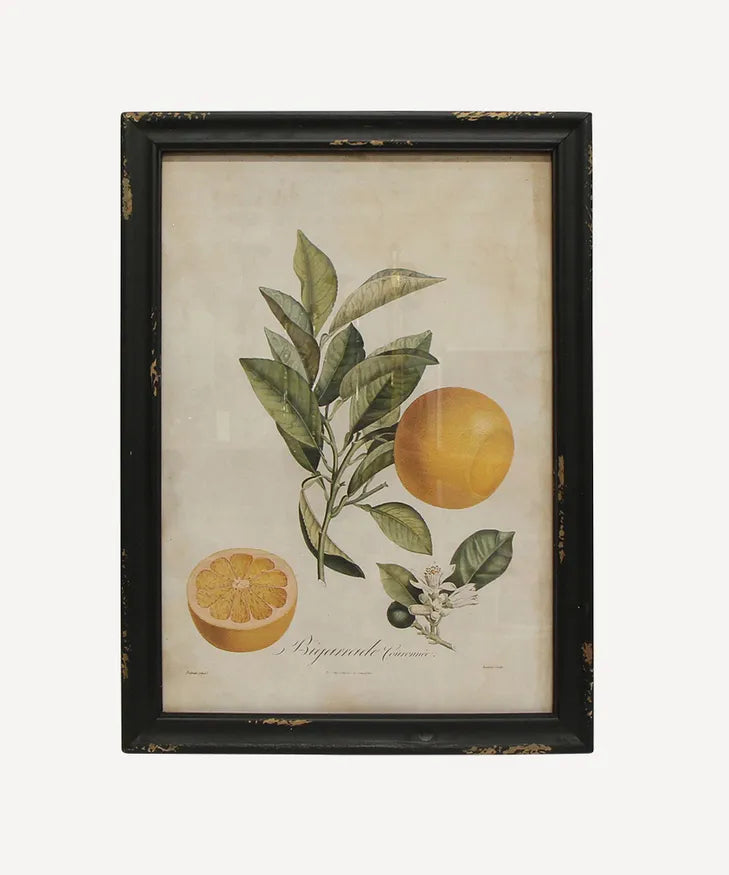 Framed Botanical Wall Art | B # Bigarrade Courenire-Suzie Anderson Home