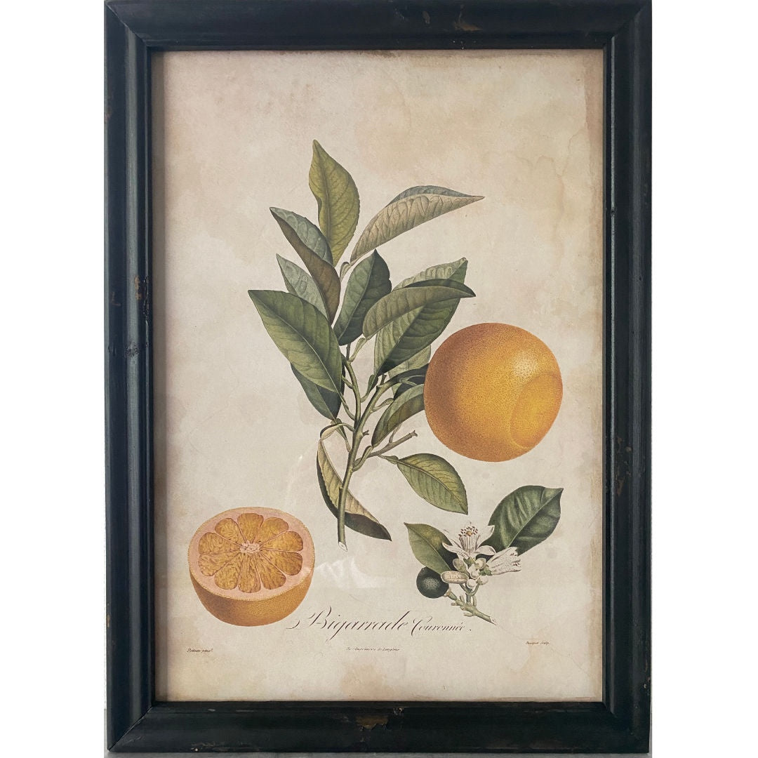 Framed Botanical Wall Art | B # Bigarrade Courenire-Suzie Anderson Home