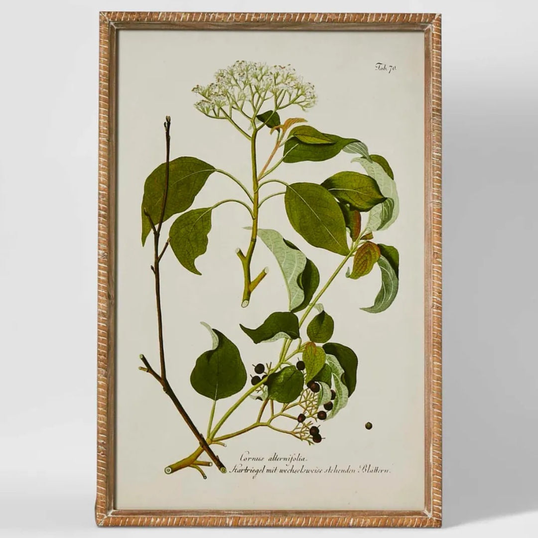 Greenhouse Botanical | Art Print A | 40 x 60cm-Suzie Anderson Home