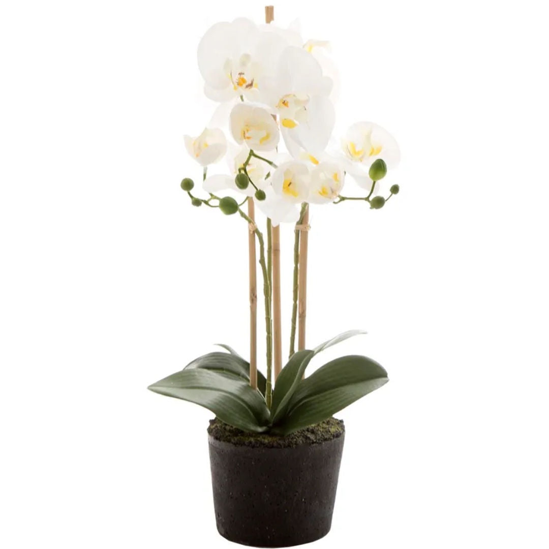 Orchid in Paper Pot | White | Small 52cm-Suzie Anderson Home