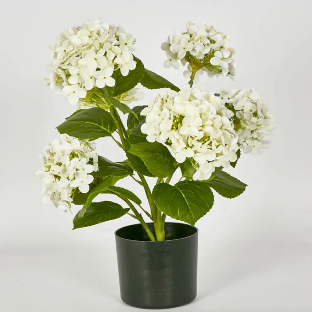 Potted Hydrangea (Real Touch) | White | 53cm-Suzie Anderson Home