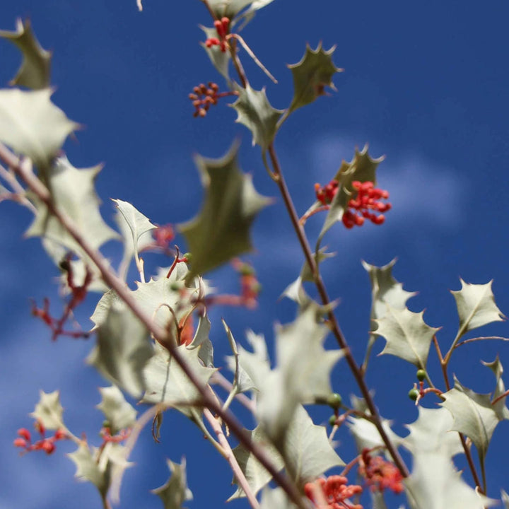 Red Centre Candle | Australian Botanicals-Suzie Anderson Home