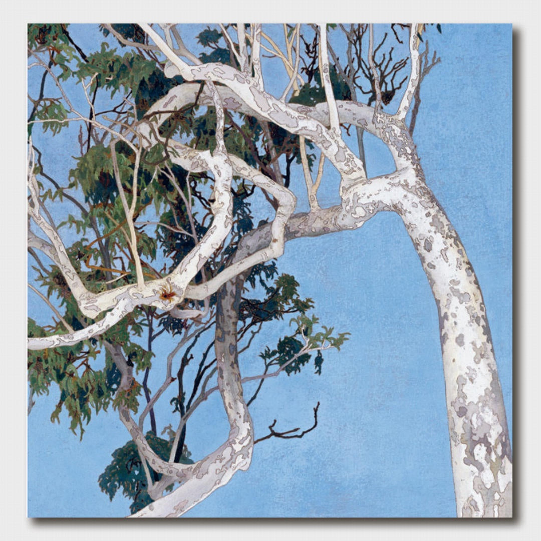 White Angophora | Card & Envelope-Suzie Anderson Home